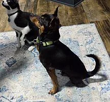 An adult small-sized male Black Miniature Pinscher dog named Ziggy for adoption in Pinellas Park, FL
