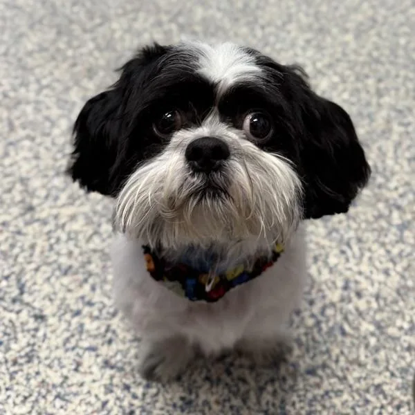 A young medium-sized male Shih Tzu dog named Pancho for adoption in Golden, CO