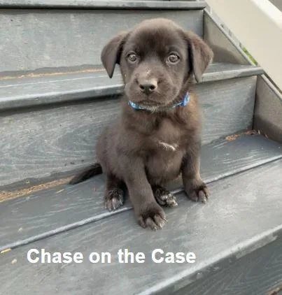 Chase On The Case thumbnail 2