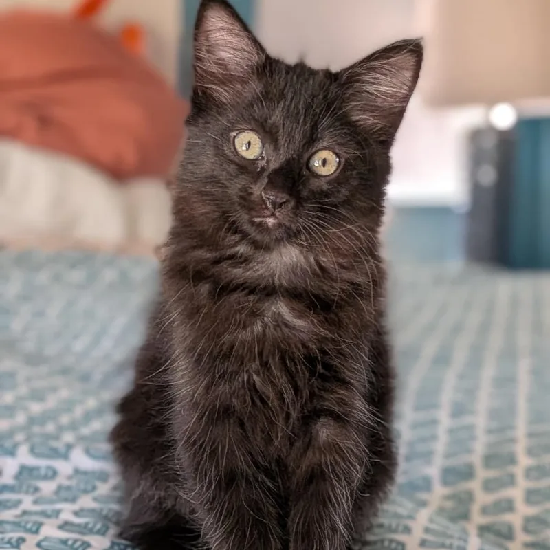 A baby small-sized female Black Domestic Medium Hair cat named Maddy Chino Hills for adoption in Chino Hills, CA