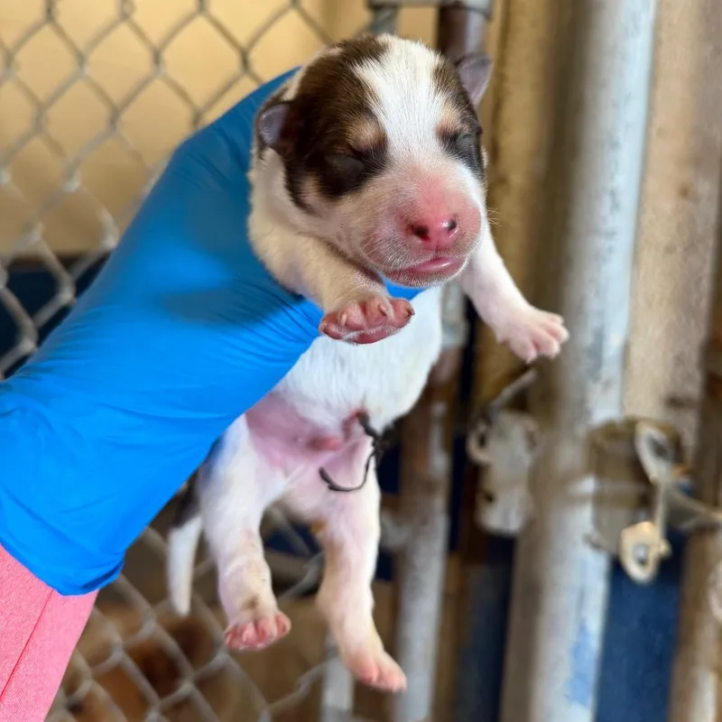 A baby medium-sized male Cattle Dog dog named Baby Beetle for adoption in Edinburg, TX
