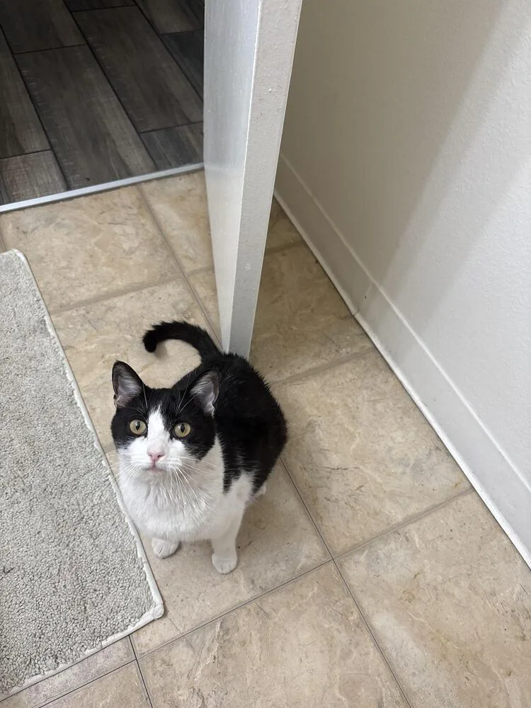 Nova