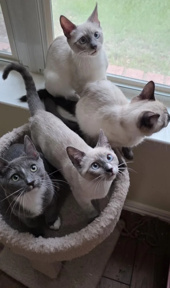 A baby small-sized male Russian Blue cat named Cayenne for adoption in Austin, TX