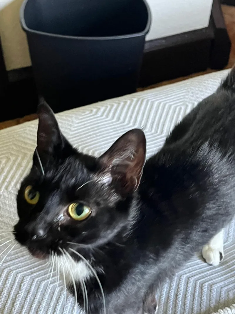 A young medium-sized female Black & White / Tuxedo Domestic Short Hair cat named Bristol for adoption in Philadelphia, PA