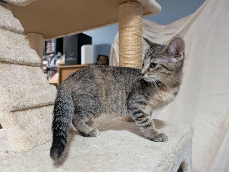 A baby medium-sized female Tabby (Brown / Chocolate) Domestic Short Hair cat named Gryffindor for adoption in Lake Orion, MI