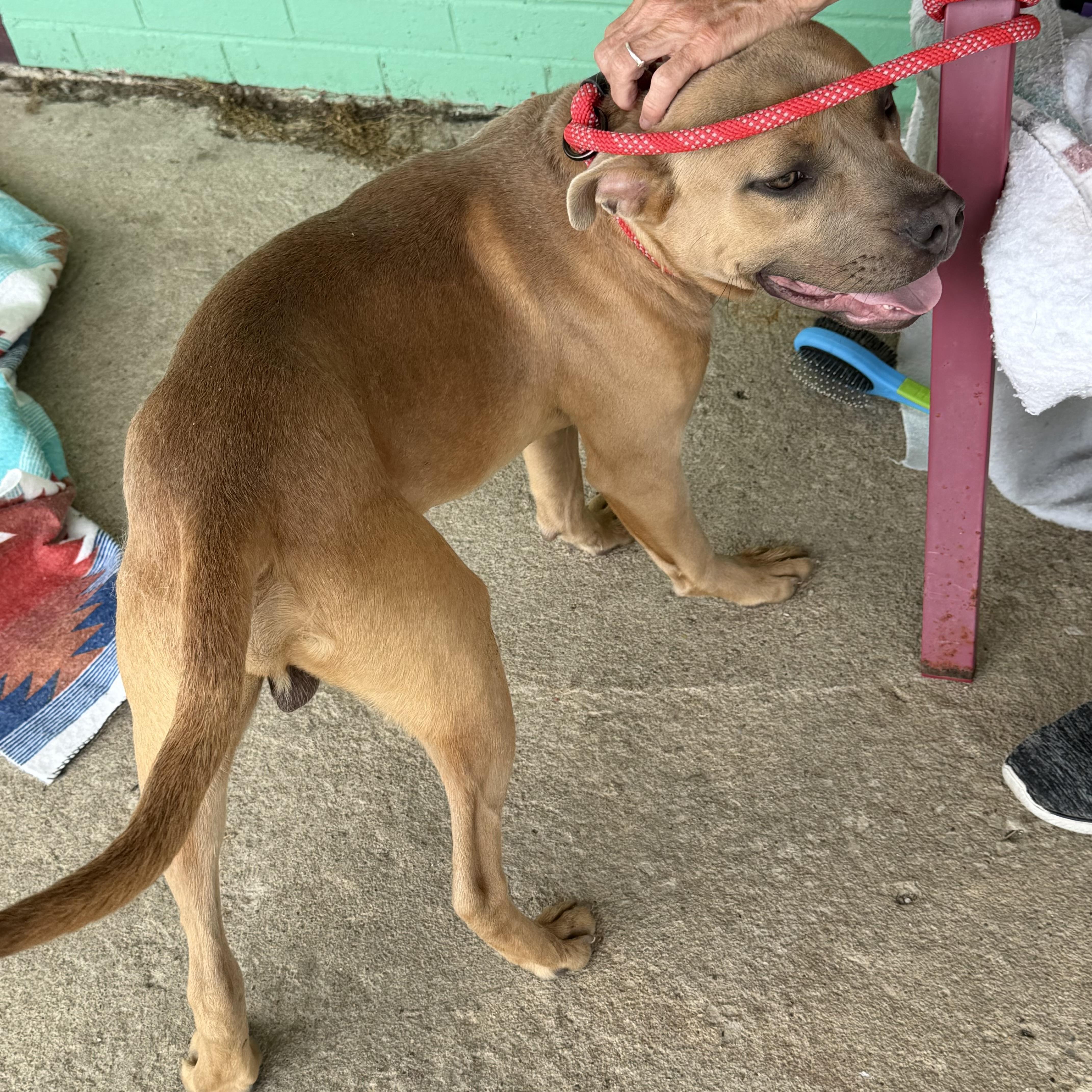 A baby medium-sized male Yellow / Tan / Blond / Fawn Pit Bull Terrier dog named Ranger for adoption in Trenton, MO