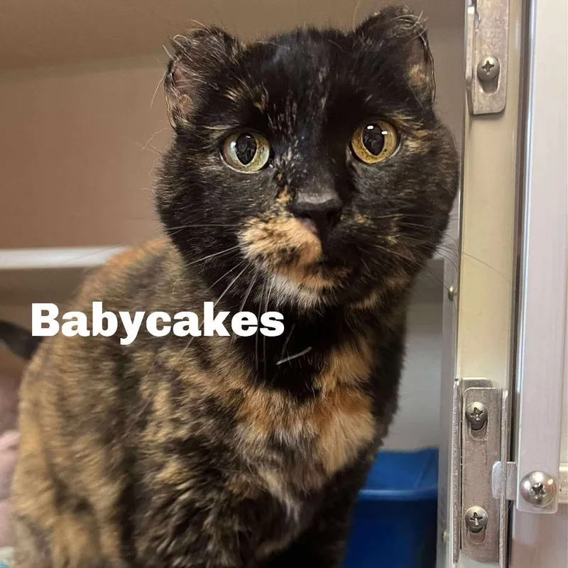 Babycakes