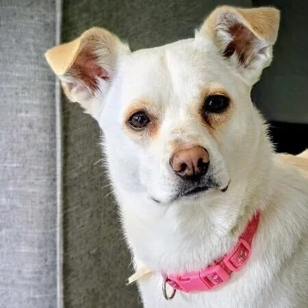 An adult medium-sized female White / Cream Terrier dog named Lola for adoption in Alma, WI