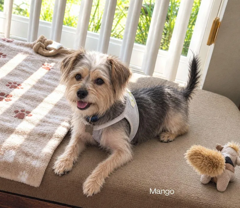 A baby small-sized male Gray / Blue / Silver Shorkie dog named Mango for adoption in Orlando, FL