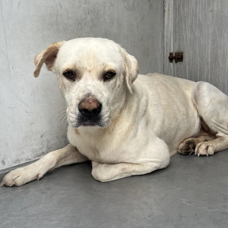 A senior medium-sized male Labrador Retriever dog named Zoltar for adoption in Edinburg, TX