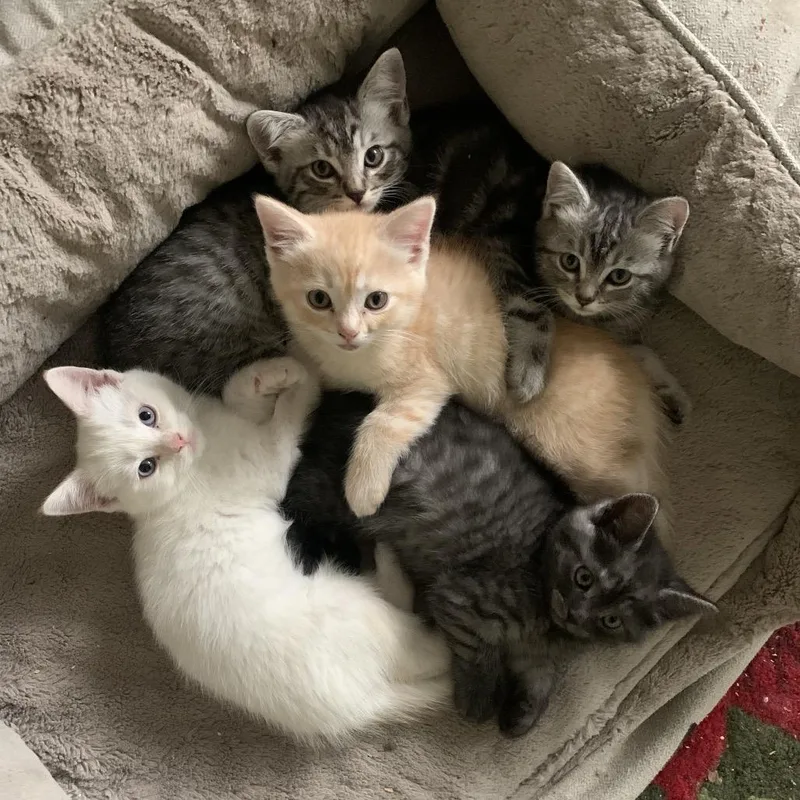 A baby small-sized male Gray / Blue / Silver Domestic Short Hair cat named Squiggy for adoption in Tustin, CA