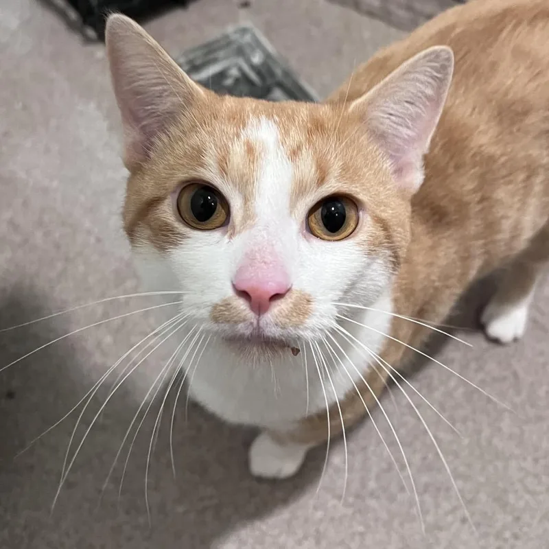 An adult large-sized male Domestic Short Hair cat named Big Boy for adoption in Arlington Heights, IL