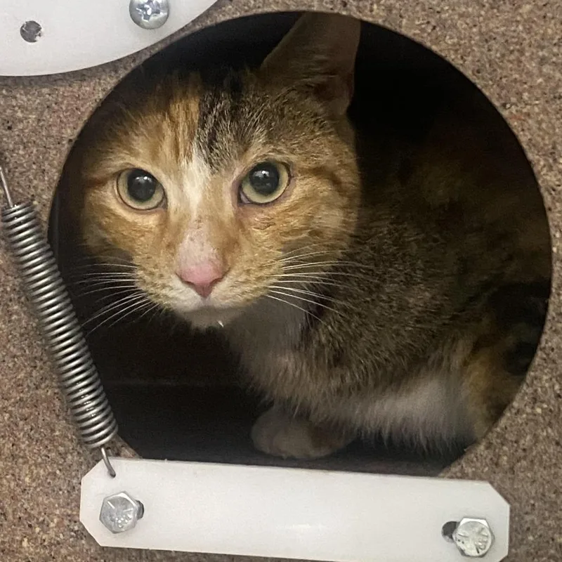 A young medium-sized female Calico Domestic Short Hair cat named Delilah for adoption in Newark, NJ
