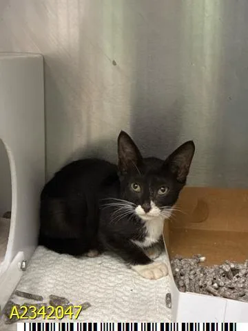 A baby small-sized male Domestic Short Hair cat named Taron for adoption in West Palm Beach, FL