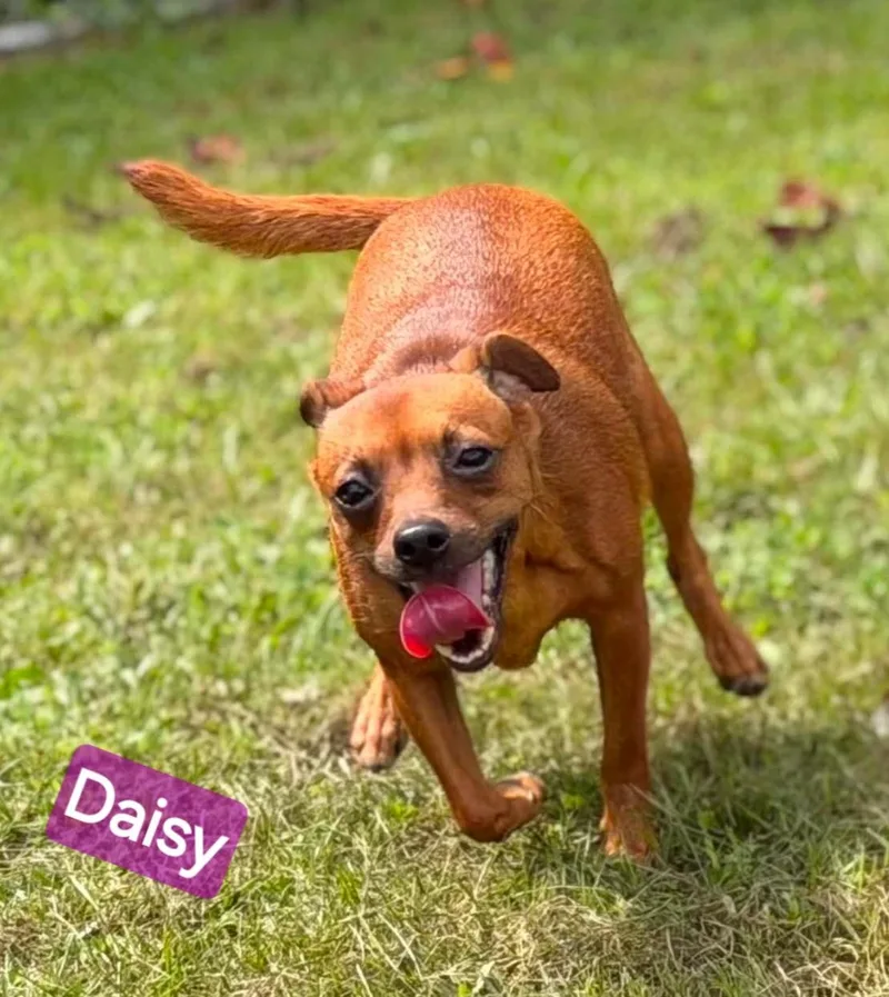 Daisy