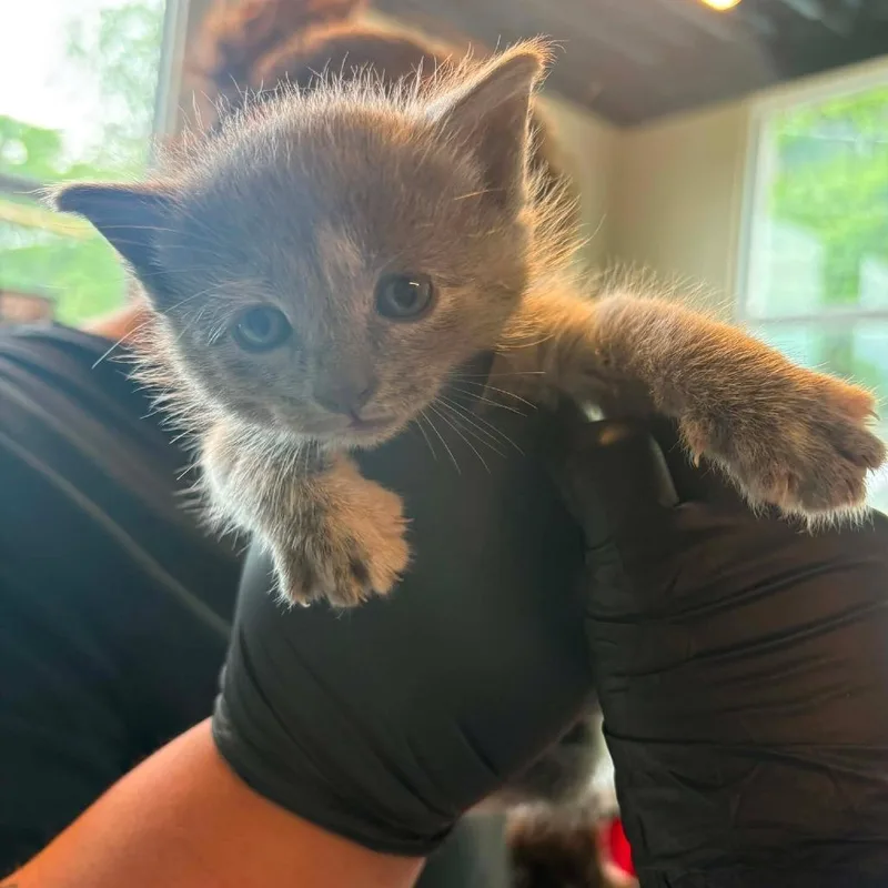A baby small-sized female Tortoiseshell Domestic Short Hair cat named Dolly for adoption in Huntington, WV
