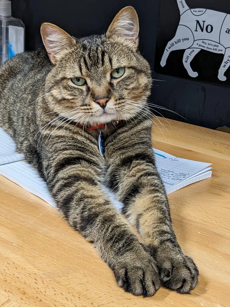 Whopper Jr.  Purrmanent