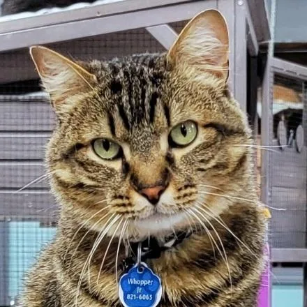 Whopper Jr.  Purrmanent thumbnail 2