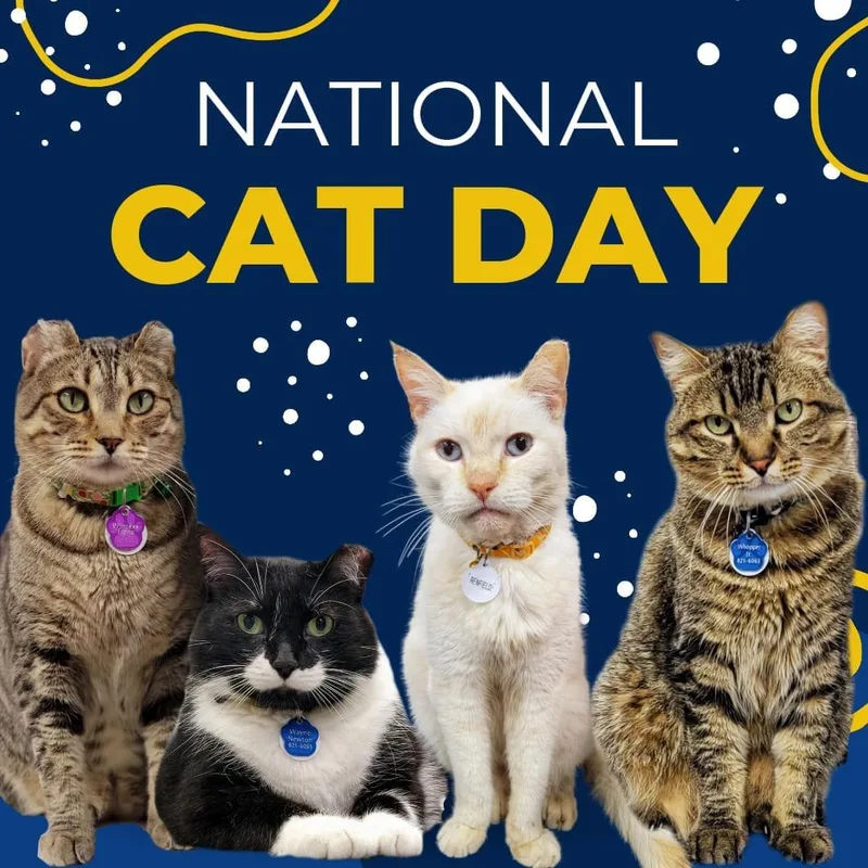 Whopper Jr.  Purrmanent thumbnail 3