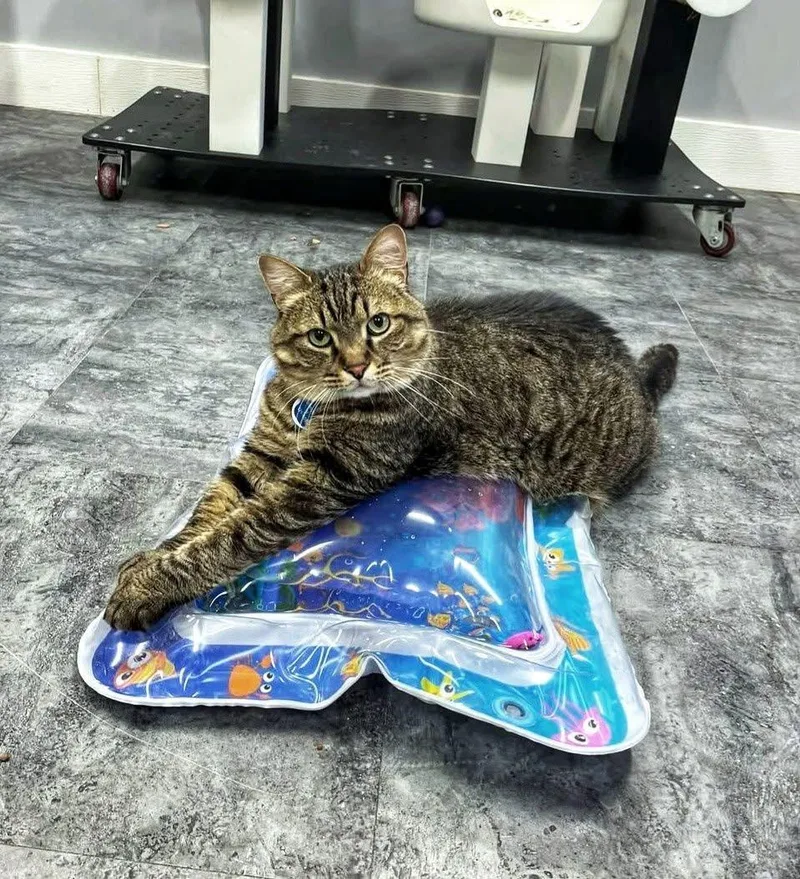 Whopper Jr.  Purrmanent thumbnail 4