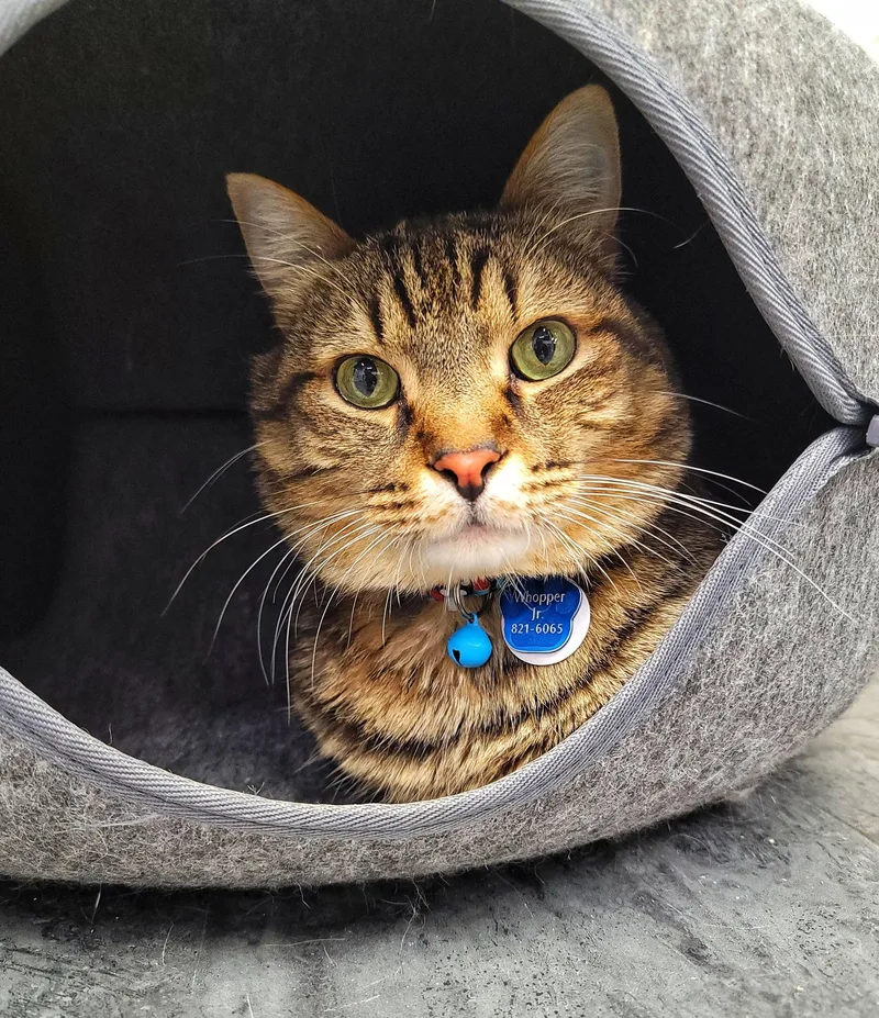 Whopper Jr.  Purrmanent thumbnail 5