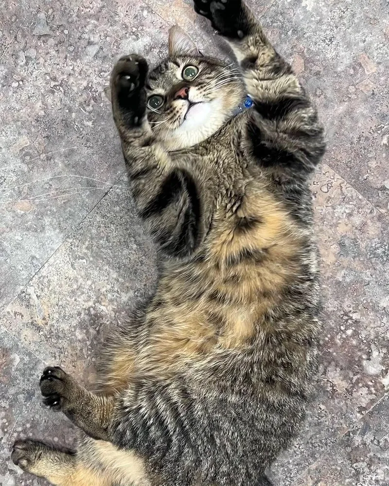 Whopper Jr.  Purrmanent thumbnail 6