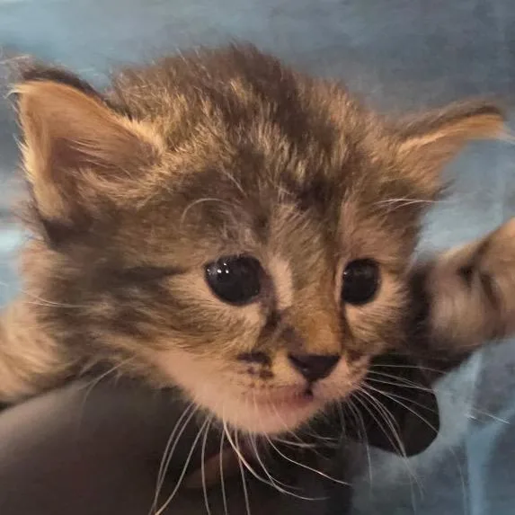 A baby small-sized female Black Domestic Short Hair cat named Shorts for adoption in Yuma, AZ