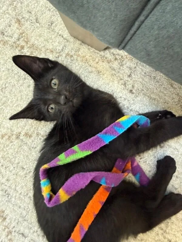 Nyx