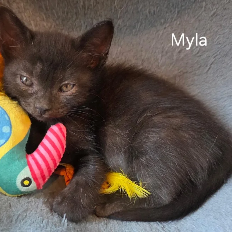 A baby small-sized female Black Domestic Short Hair cat named Myla for adoption in Booneville, AR