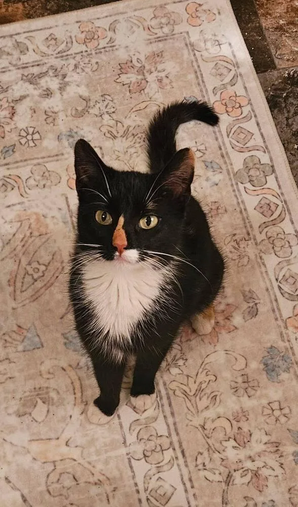 Maya