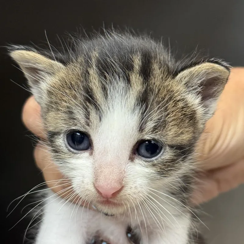 A baby small-sized female White Domestic Short Hair cat named Capri for adoption in Santa Barbara, CA