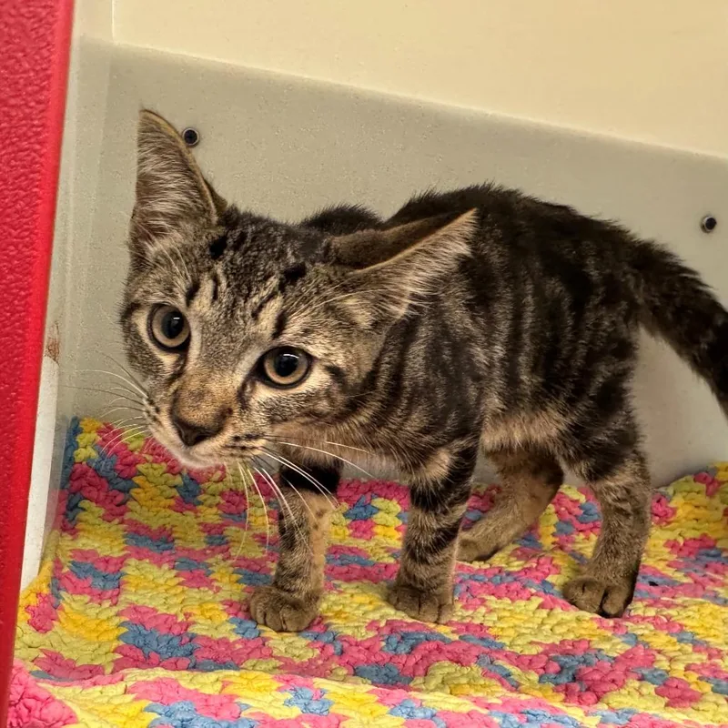 A young medium-sized male Brown / Chocolate Domestic Short Hair cat named Swindler for adoption in Edwardsville, IL