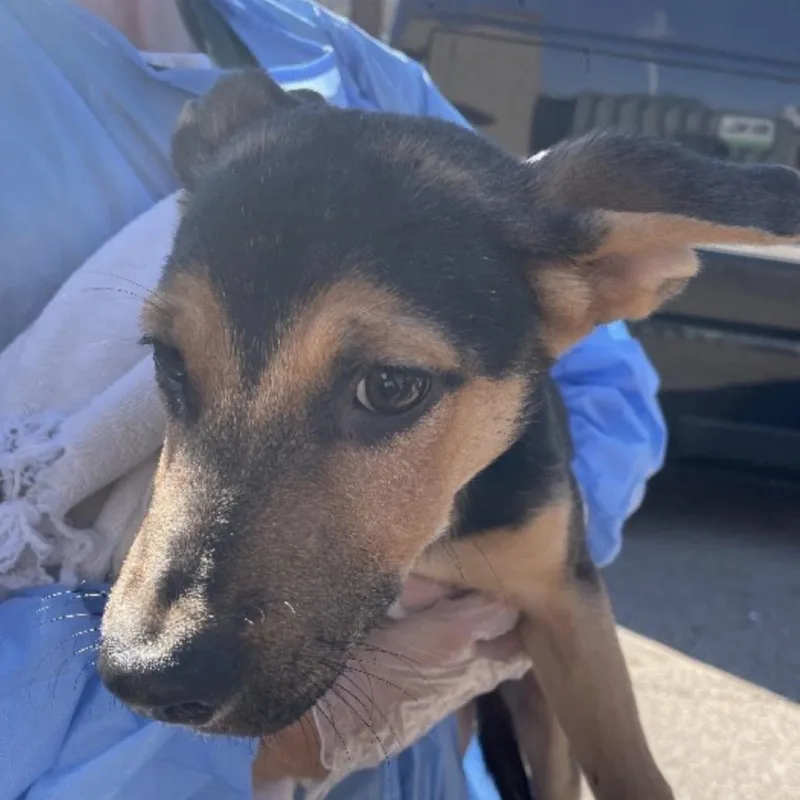A baby large-sized male German Shepherd Dog dog named Mason for adoption in Farmersville, OH
