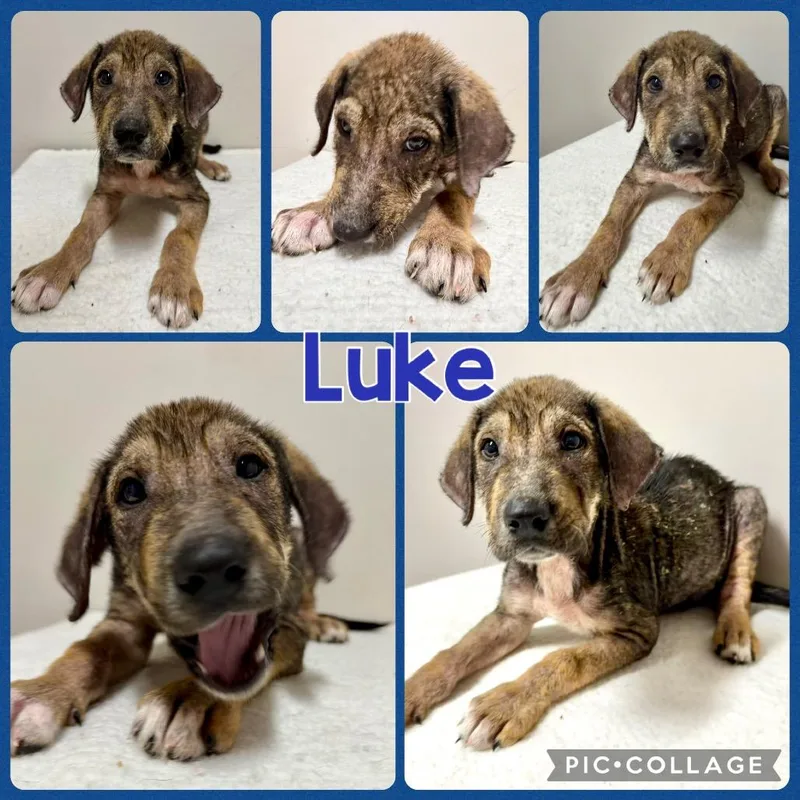 A baby medium-sized male Black Mixed Breed dog named Luke for adoption in Opelika, AL