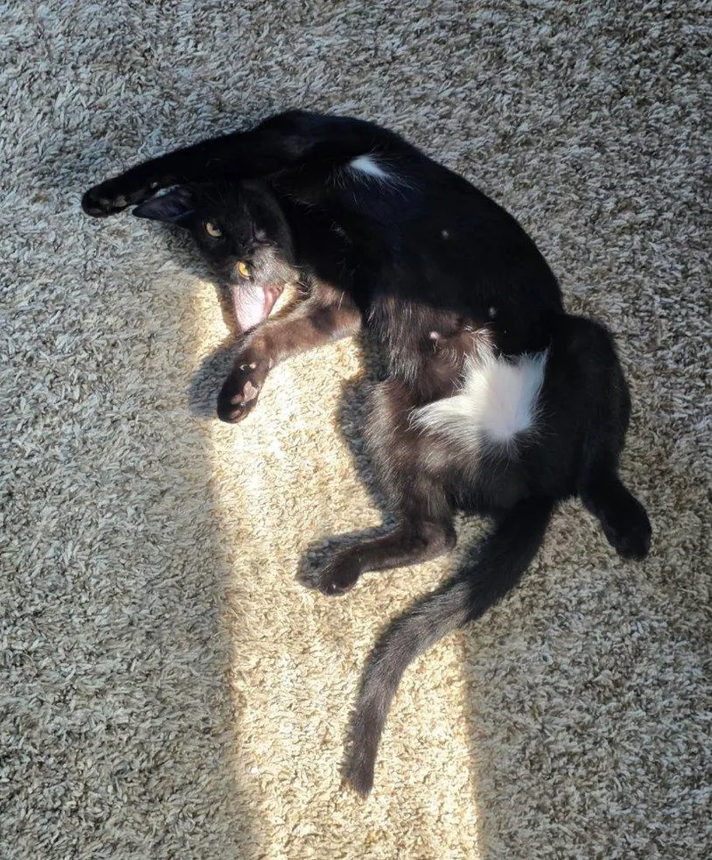 A baby medium-sized female Domestic Short Hair cat named Bella Luna for adoption in Wilmington, NC