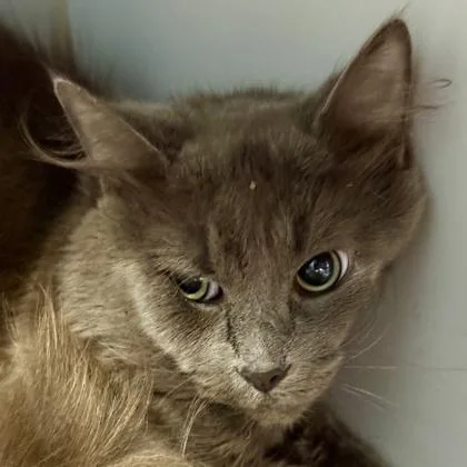 An adult medium-sized male Gray / Blue / Silver Domestic Long Hair cat named Billy for adoption in Lansing, MI
