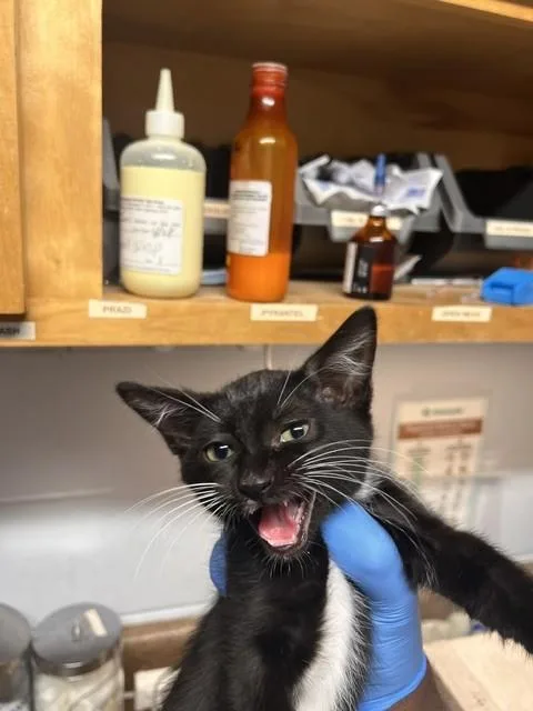 A baby small-sized male Domestic Short Hair cat named Daffy for adoption in Tallahassee, FL
