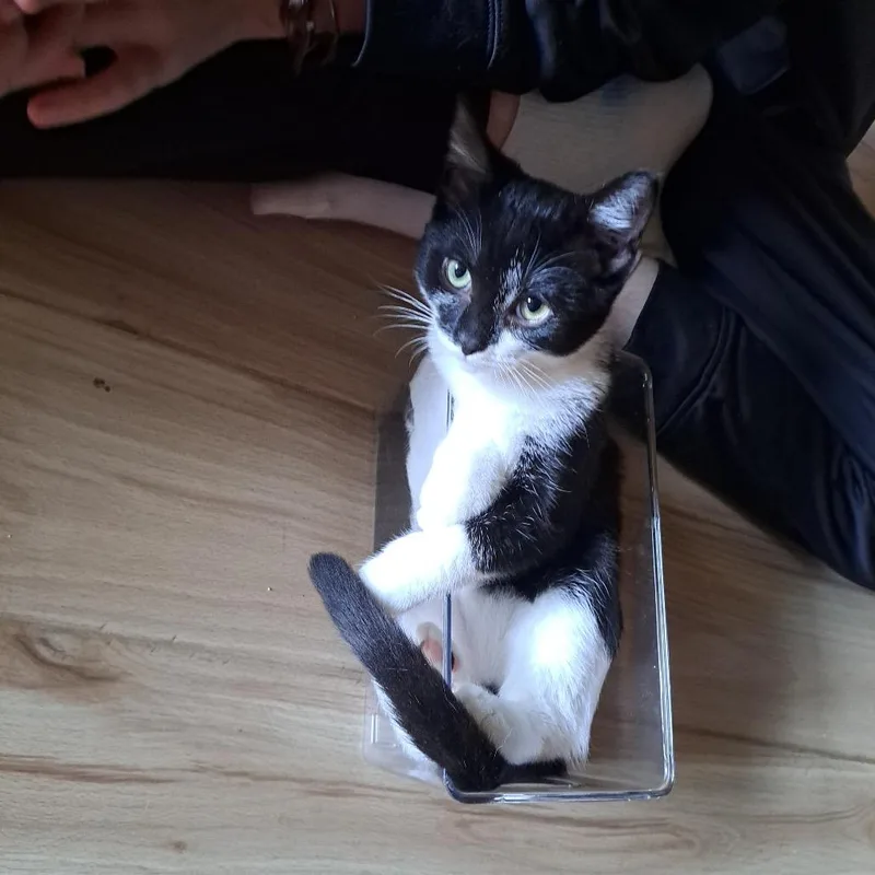 A baby small-sized female Black Domestic Short Hair cat named Platypus Legion for adoption in Eaton Rapids, MI