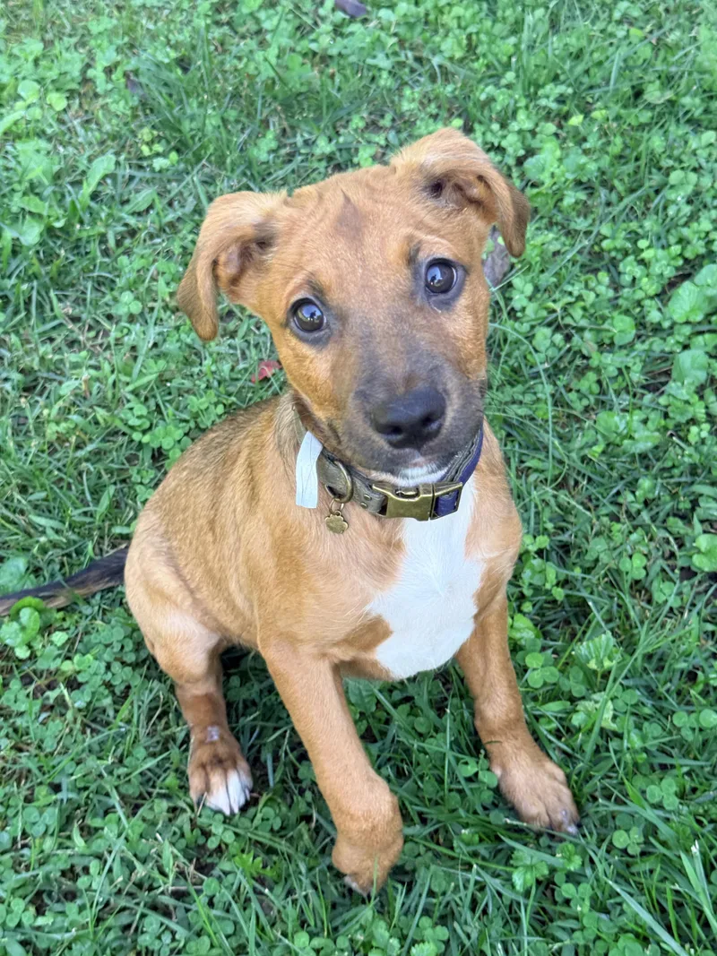 A baby medium-sized male Beagle dog named Acorn for adoption in Columbia, MD