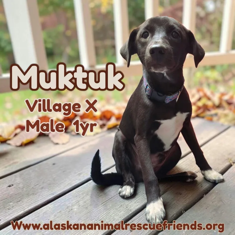 An adult medium-sized male Spaniel dog named Muktuk for adoption in Anchorage, AK