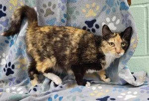 An adult medium-sized female Domestic Short Hair cat named Hazel for adoption in Bucyrus, OH