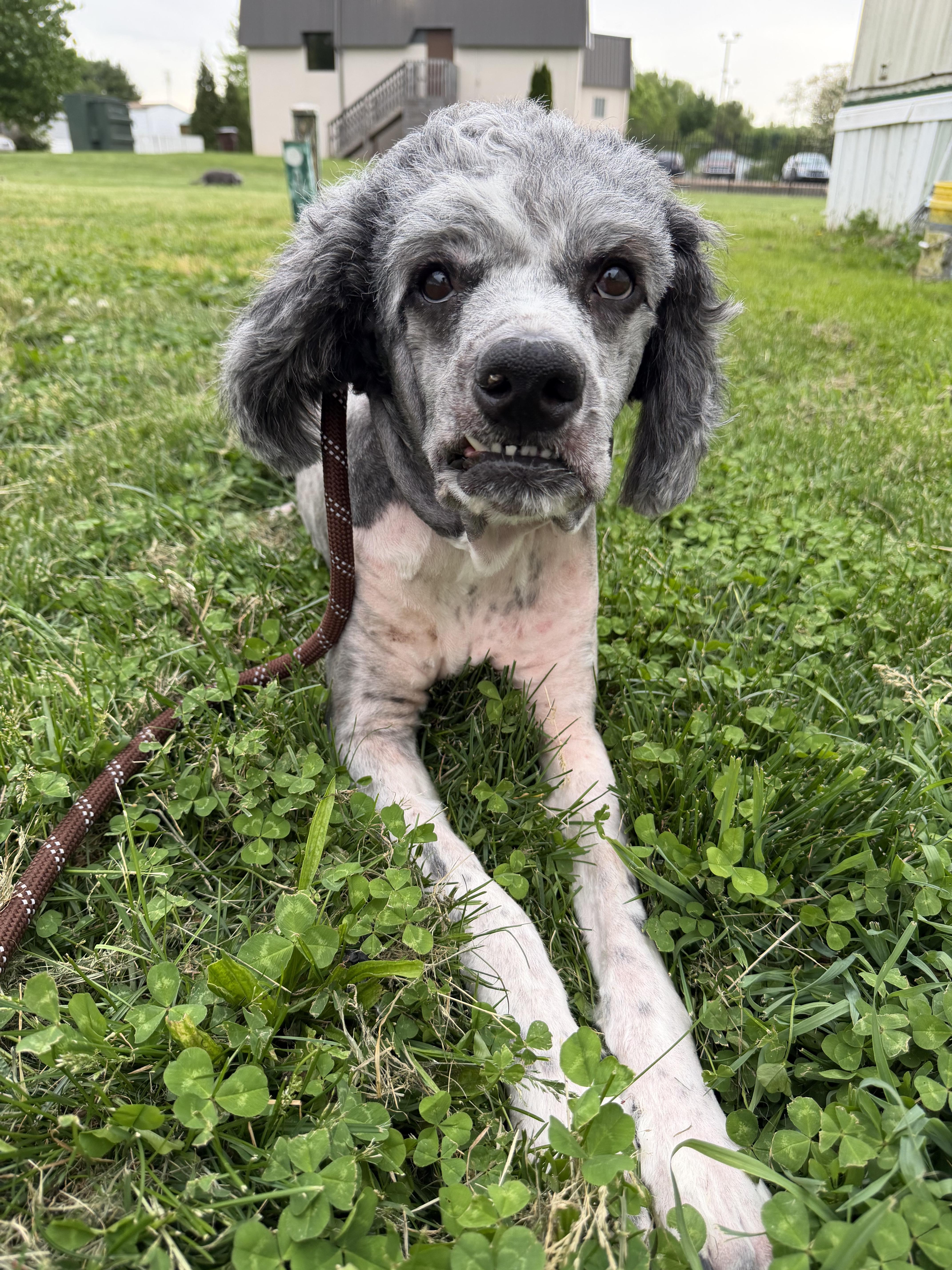 An adult large-sized female Labradoodle dog named Frankie for adoption in Batavia, OH
