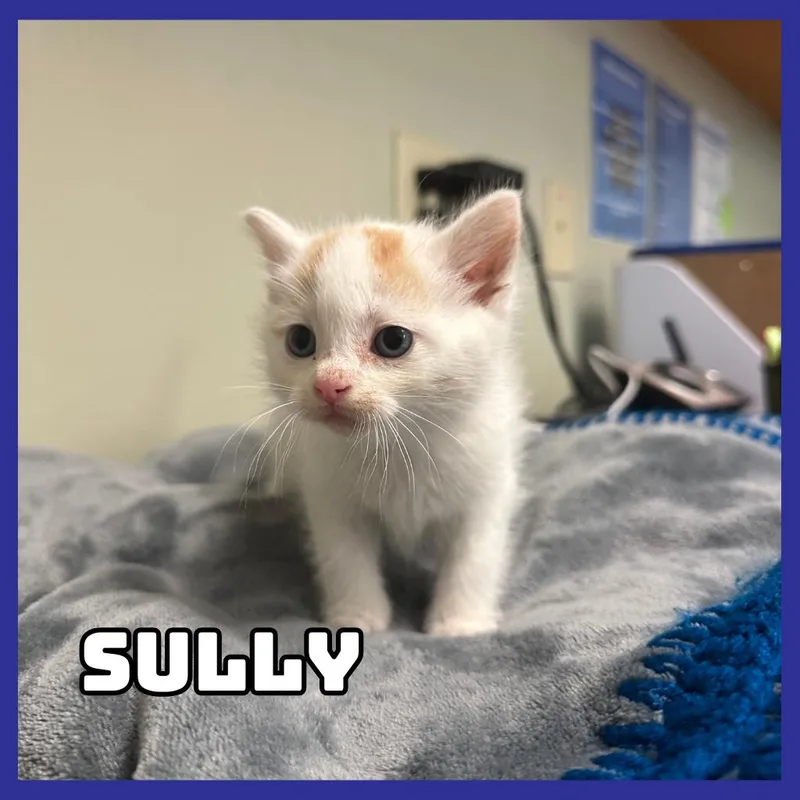A baby small-sized male White Domestic Medium Hair cat named Sully for adoption in Glenwood, MN