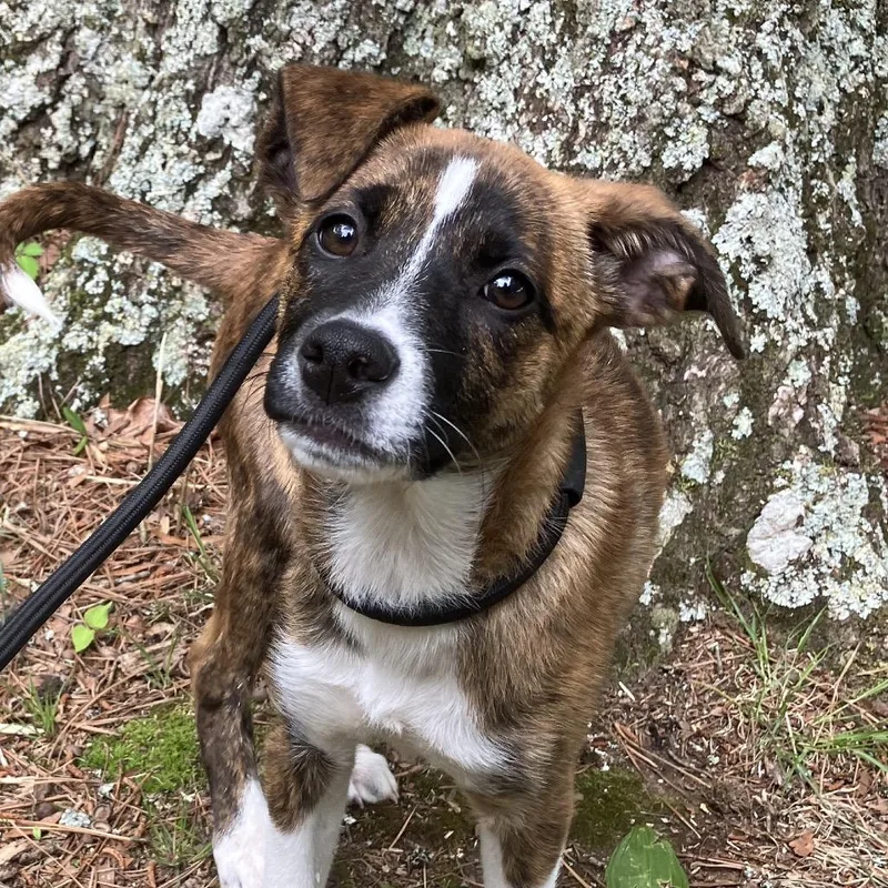 A baby small-sized female Brindle Mountain Cur dog named Becky for adoption in Pulaski, TN