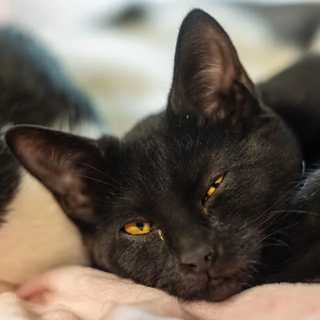 A baby small-sized female Black Domestic Short Hair cat named Mystery for adoption in Decatur, GA