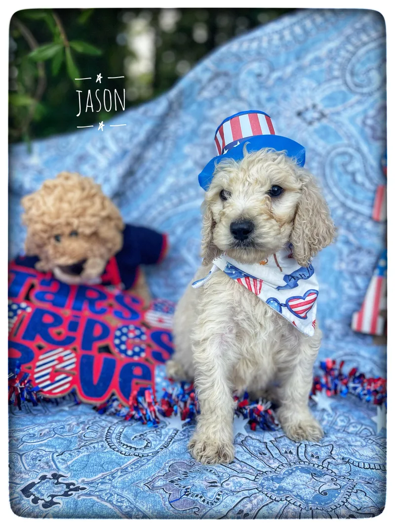 A baby medium-sized male Goldendoodle dog named Jason for adoption in Sebring, FL