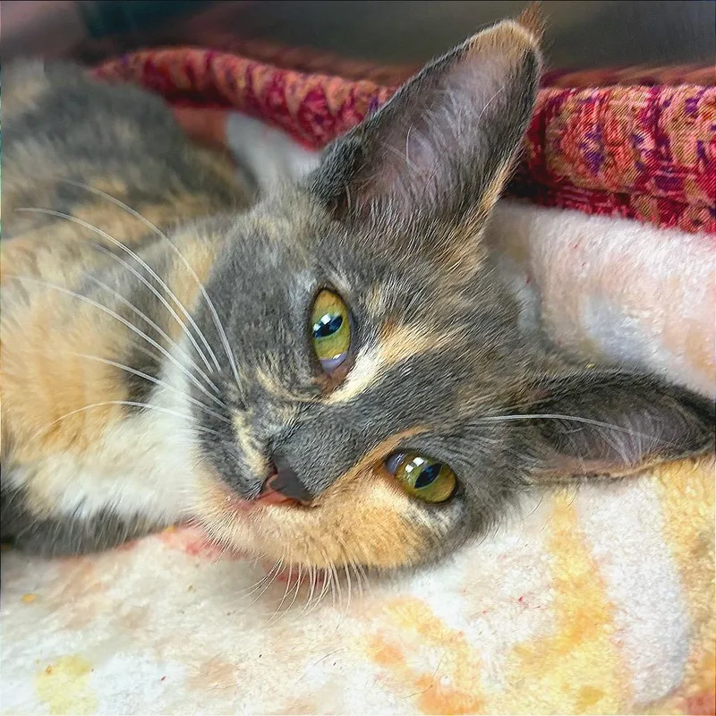 A young small-sized female Calico Domestic Short Hair cat named Lilah for adoption in Hannibal, MO