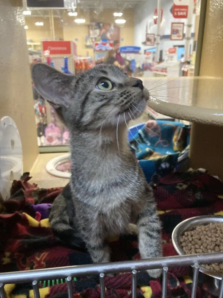 A baby small-sized female Tabby (Brown / Chocolate) Domestic Short Hair cat named Radish for adoption in Anoka, MN