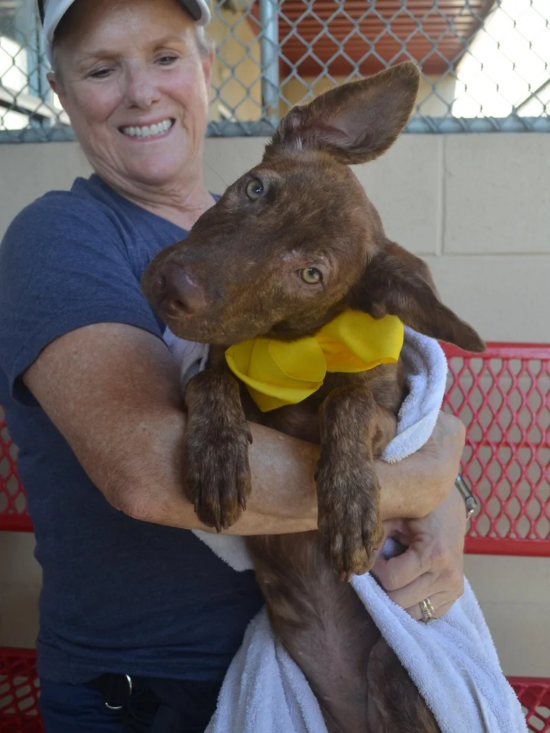 A baby large-sized female Mixed Breed dog named Salah for adoption in McKinney, TX