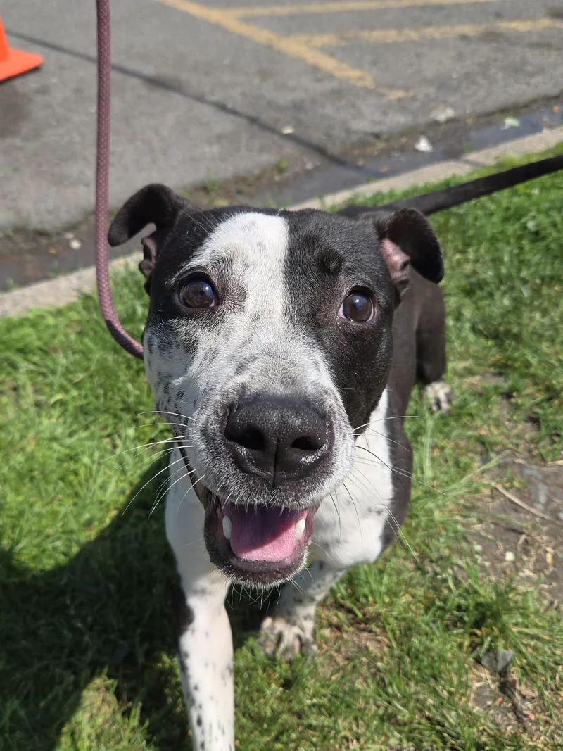 A young medium-sized male Harlequin Cattle Dog dog named Waldo for adoption in Trenton, NJ